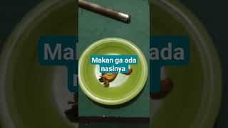 ga ada nasi