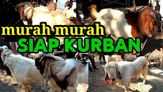 Harga Kambing Siap Kurban Murah Lagi