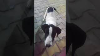 #Cute puppies, street dogs video, the minor dogs playing #funnymammals #dogmammals