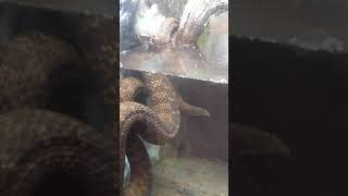 Huge Snake