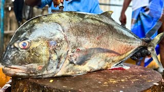 KASIMEDU SEKAR TREVALLY FISH CUTTING VIDEO \ cutting focus