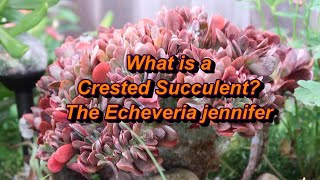 WHAT IS A CRESTED SUCCULENT?