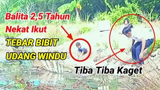 TEBAR BIBIT UDANG WINDU DI TAMBAK