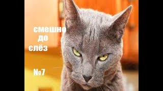 смешные коты и другие животные № 7 смешно до слёз