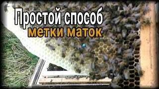 Простой способ метки маток. Что там с пойманными роями?