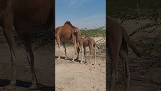 Cute Camel Baby طفل الجمل لطيف #short #shorts #viralshort