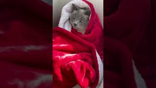 The fluffy angel wrapped in a purritto 🌯 🐱 #shorts #animallover #trend #viral