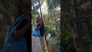 jalan-jalan ditaman burung, banyak burung-burung yang cantik...