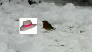 The saga of Rupert the Wayward Yukon Robin