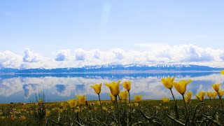 Wild tulips bloom at Sayram Lake in NW China's #Xinjiang