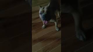 Bully play with me #shorts #americanbully