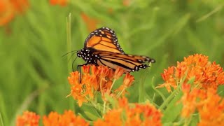 Discovery Day: Pollinators -- Planting Butterfly Milkweed with Monarch Watch