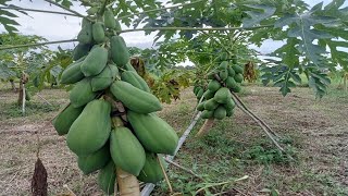 Papaya plant, great papaya