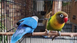 Blue Lovebirds with fischer, green personata, and blue parrot, daily routine of blue lovebirds live