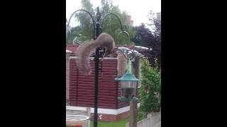 Funny squirrel but dead intelligent