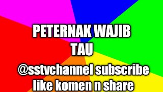 peternak kambing wajib tau manfaat putri malu(@sstvchenel )