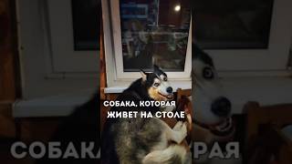 СОБАКА, КОТОРАЯ ЖИВЕТ НА СТОЛЕ😀#юмор