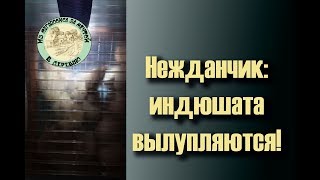 Они застали меня врасплох! 👀Вылуп индюшат💥