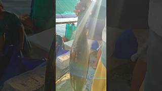 Beli Ikan Tuna Sirip Kuning ( Yellowfin Tuna) #shortsvideo #shortvideo