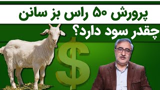 پرورش 50 راس بز سانن چقدر سود دارد؟