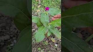 First bloom on tiny Button flower plant | Perennial flowering plant #terracegarden #nature #shorts