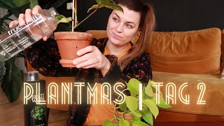 PLANTMAS I Tag 2 🌿 der grüne Adventskalender I VLOGMAS I richtig gießen