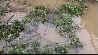 MENGAMBIL PERANGKAP BUBU PAYUNG DI SUNGAI MAHAKAM DI SAMPING KAPAL