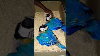 blue Macaw parrot baby mashAllah #shortsviral #shortvideos #viral #trending #everyone #shortsviral