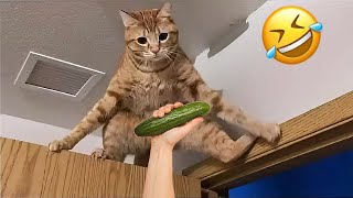 Funniest Cats And Dogs Videos 😂 - Best Funny Animal Videos 2024 😅 #part 39