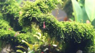 Krewetki Red Cherry w DS Team Aquascaping