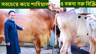 বিশাল খামার থেকে সবচেয়ে কম দামে বড় শাহিয়াল গরু ও বকনা গরু নিতে পারেন cow farm