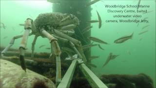 Crab tangled in fishing line