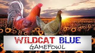 Blue gamefowl/ 2 yr old Wildcat Blue game cock and hen