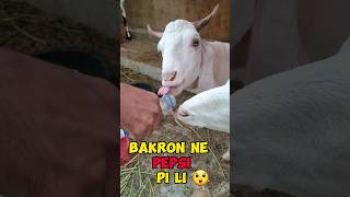 Bakre Sari Pepsi Pee Gai!😲 #bakramandi #bakraeidspecial #bakra #shorts