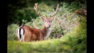 Magical Fallow Deer /Wildlife photography /Uk Wildlife