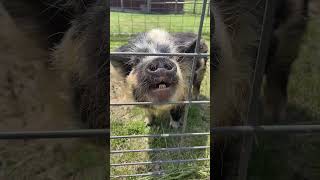 Kunekune Pigs at Lewis Adventure Farm & Zoo. #kunekune #pigs #zoo #farmanimals #michigan