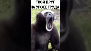 твой друг на уроке труда друг рукожоп