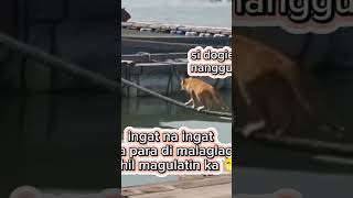 ingat na ingat ka Para di malalag dahil magulatin ka #highlights #animals