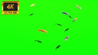 011 - Green Screen | Chroma Key | Animal 4K | Fish