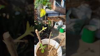 Bougainvillea Plant Cutting Update. #bougainvillea #plants #reels #shorts