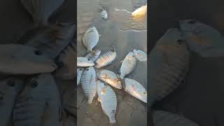 #shorts jutaan ikan terdampar di tepi pantai