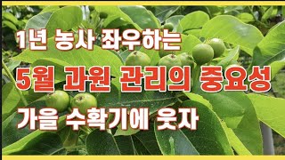 5월 과원관리의 중요성/1차적과, 물, 풀, 도장지, 병해충 관리