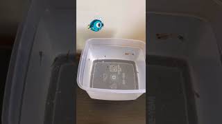 guppy fish breeding | How to breed Guppy fish easily at home | Fish Breeding #aquarium #fish #guppy