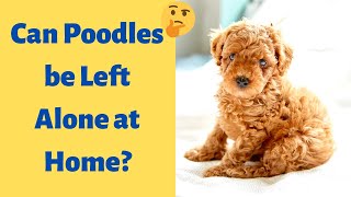 Can you Leave your Poodle Dog Alone at Home?