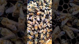 Introducing queen #beekeeping  #queenbee #beekeeper