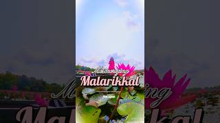 കോട്ടയം  #mustsee visit Malarikkal Pink Lagoon… #youtubeshorts #mesmerizing #pink #kottayam #love