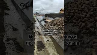 Первый этап на пути превращения свёклы в сахар