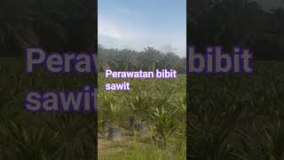 #perawatan bibit sawit unggul