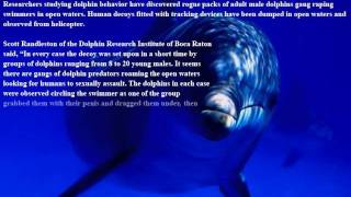 Dolphin rape caves