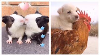 Tiktok Funny & Cute Pets I Found / Funny TIKTOK Animals Compilation /Pugnia Pets